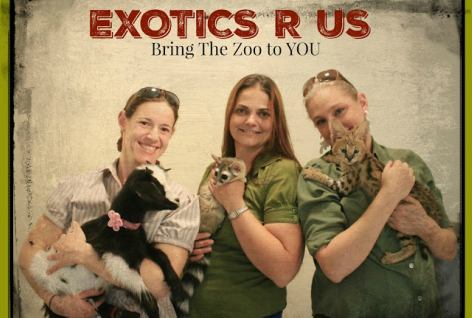 Exotic Animal Ambassadors | Armadillo, Chincliila, Serval, Fox | We Bring  Our Exotic Animals to You - Exotics-R-Us